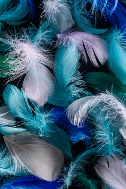 istock seamless background with bright blue, green and pink feathers isolated on black 1149102955