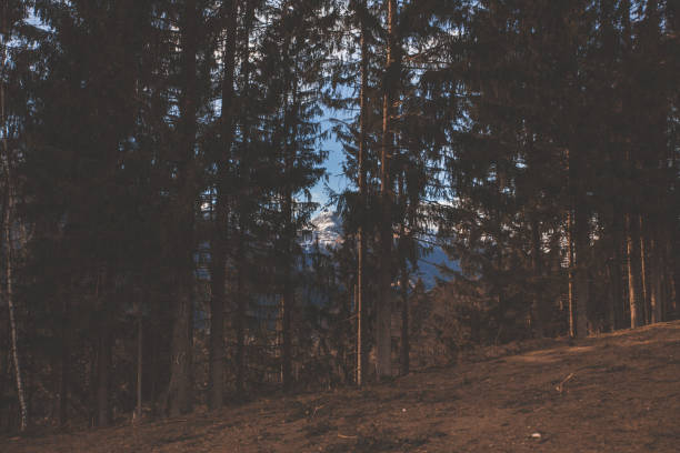 istock Forest and mountain peaks covered with snow 1149103087