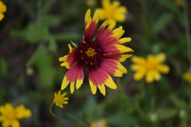 istock Indian Blanket Flower Gaillardia Wildflower 1149103870
