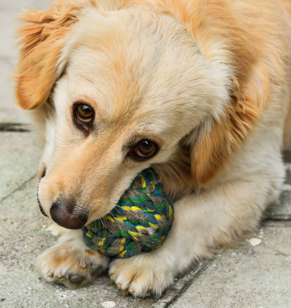 istock Puppy playing with the ball 1149103917