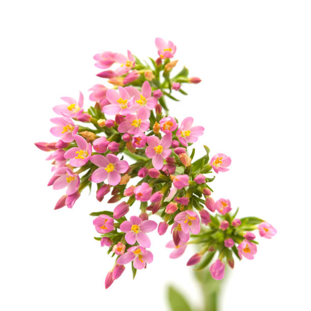 flora of Cantabria -  Centaurium erythraea , common centaury