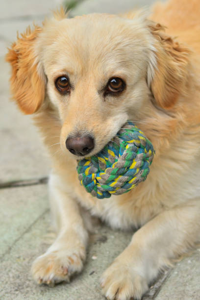 istock Puppy playing with the ball 1149104168