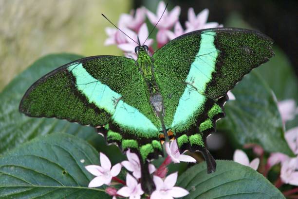 istock Green butterfly on floral branch 1149104176