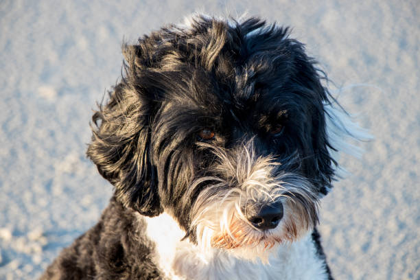 istock black and white dog sitting on the beach 1149104236