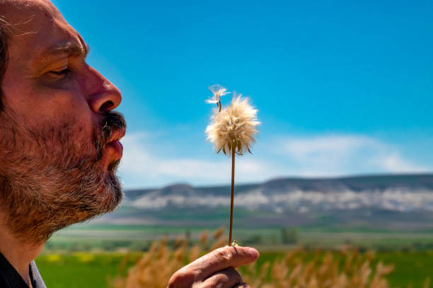 istock Senior Man blowing dandelion at Nature 1149104526