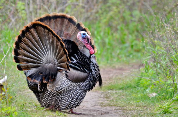 istock Two Male Wild Turkeys Displaying 1149104688