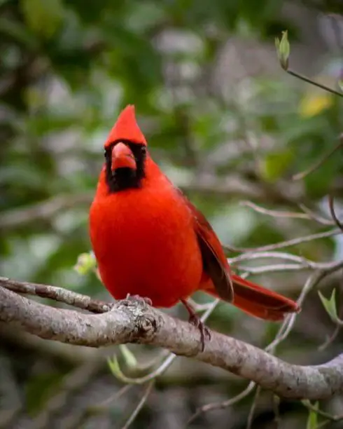 A red cardinal perching in a tree in Georgia.