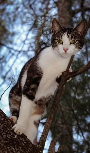 A beautiful cat named Oliver up in a tree.