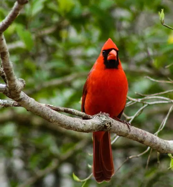 A red cardinal perching in a tree in Georgia.