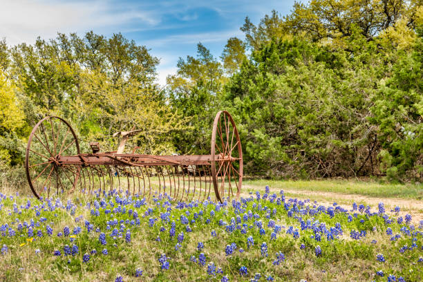 istock Old rusty hay tedder in a meadow with blue bonnets 1149106044