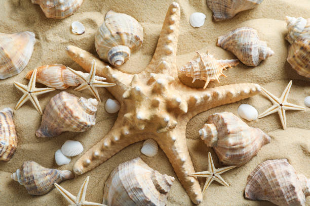 istock Many seashells and starfish on sea sand, closeup. Summer vacation backdrop 1149108447