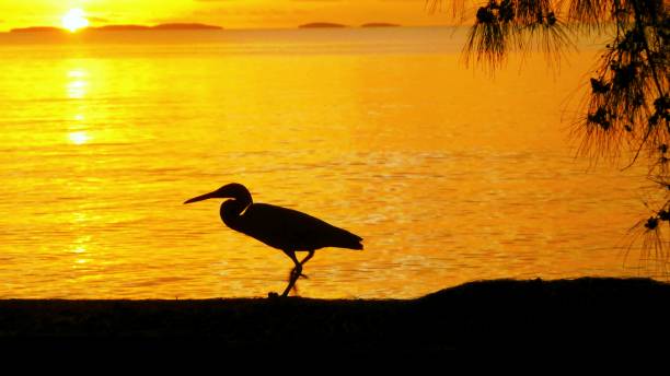 istock Little blue heron in French Polynesia 1149108925