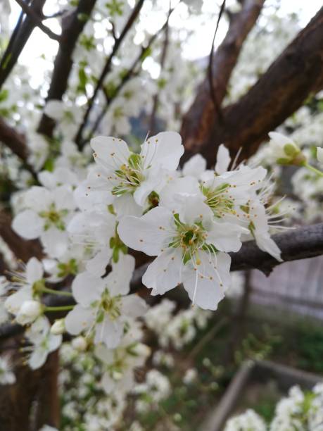 istock Beautiful white flowers of prune tree 1149108998