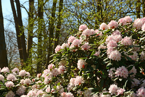 Large blooming shrub of a Rhododendron plant standing in an ornamental garden. Wrapped in sunlight.