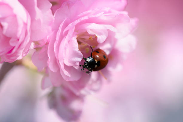 Ladybug on green grass Isolated On White