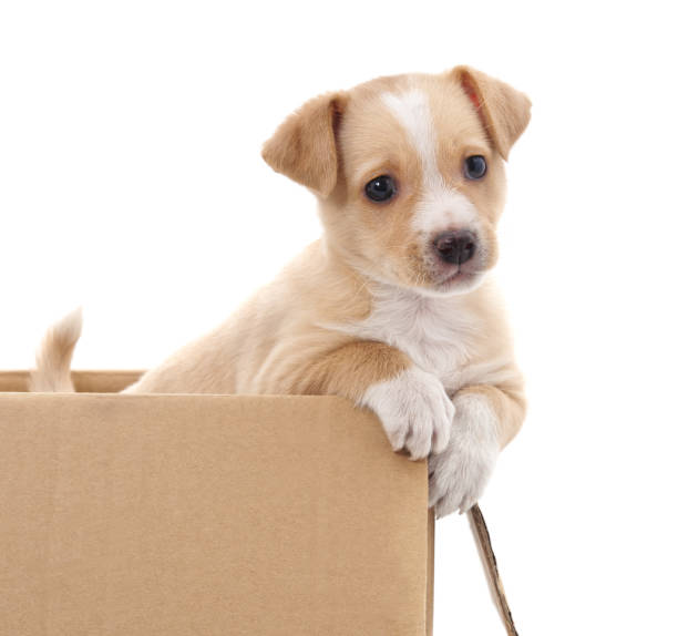 istock Brown puppy in a box. 1149111658