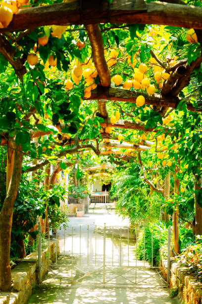 istock Lemon garden of Sorrento 1149111882