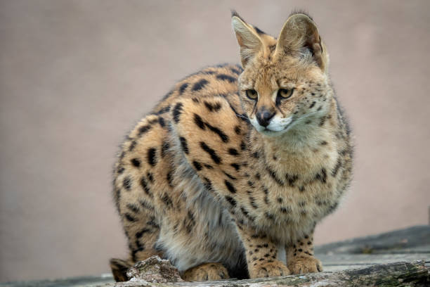 istock Portrait steppe cats (Leptailurus serval). Wild cats. 1149111963