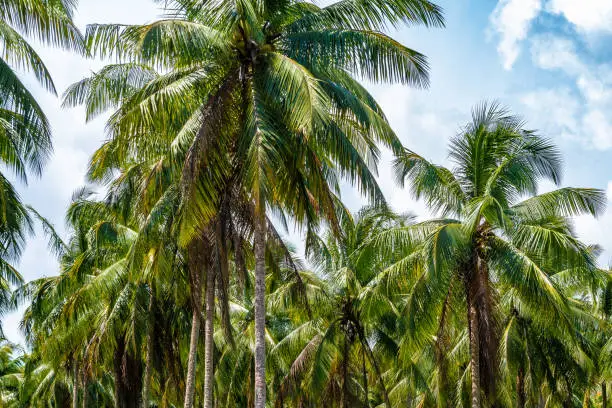 Coconut palm tree farm on tropical Caribbean island. Cluster of fruit trees standing tall on agricultural farmland in countryside rural town.