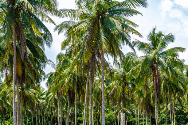 istock Coconut palm tree farm on tropical Caribbean island. 1149113873