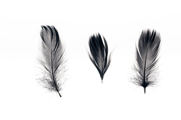 istock three black lightweight feathers in row isolated on white 1149114210