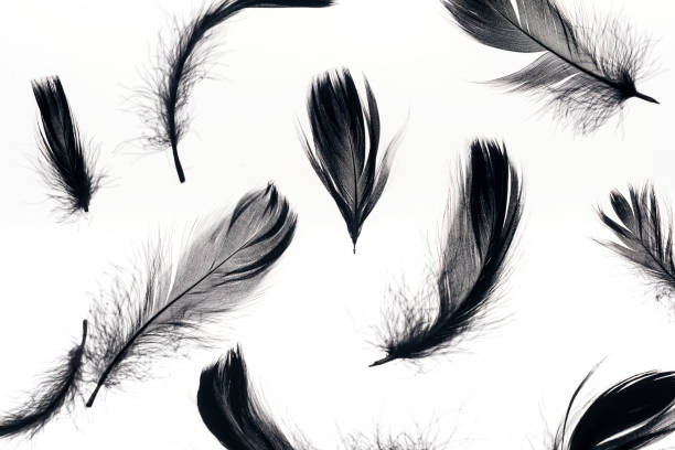 istock seamless background with black soft feathers isolated on white 1149114224