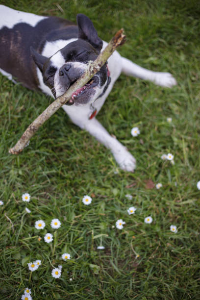 istock French bulldog mix boston terrier dog 1149115589