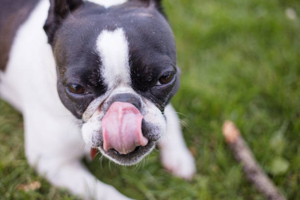 istock French bulldog mix boston terrier dog 1149115611