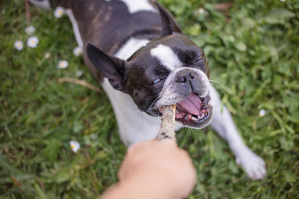 istock French bulldog mix boston terrier dog 1149115612