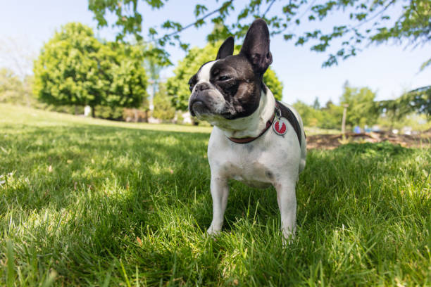 cão francês do terrier de boston da mistura do buldogue - 7651 - fotografias e filmes do acervo