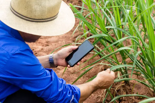 Farmer working in the field of sugarcane in Brazil. Using smartphone for smart farming. Concept of economy.