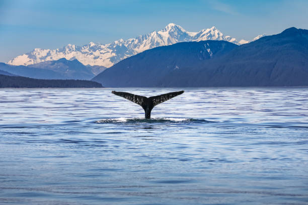 whale in the ocean with scenic alaskan landscape and mountains - wildlife habitat imagens e fotografias de stock