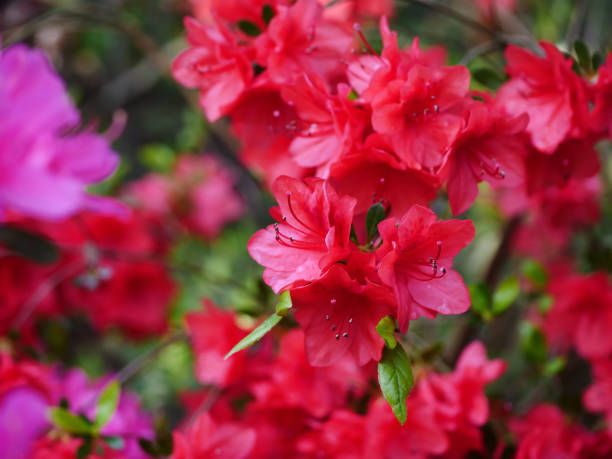 grand buisson rouge d’azalée dans le jardin. - azalea magenta flower red photos et images de collection