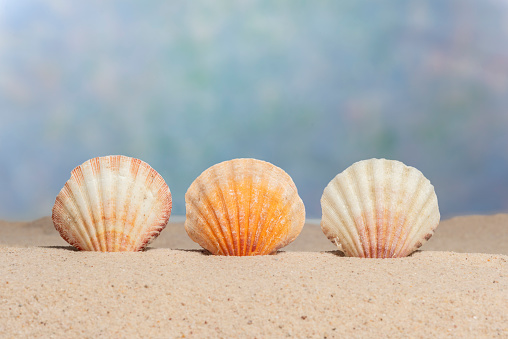Horizontal shot of three seashells upright on the sand of a beach.  Blue sky like background.  Copy space.