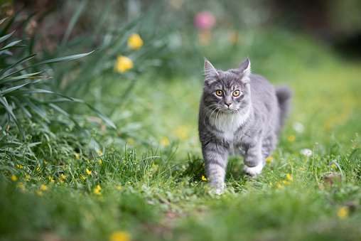 Cat On The Move Stock Photo - Download Image Now - Domestic Cat, Outdoors,  Yard - Grounds - iStock