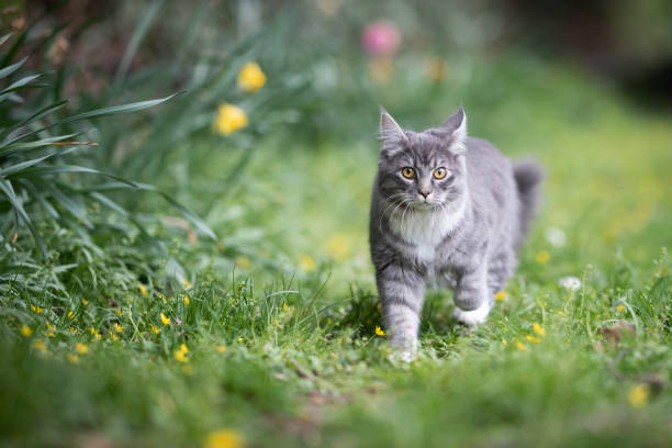 cat on the move blue tabby maine coon cat on the move in the back yard looking at camera surrounded by yellow flowers on the lawn longhair cat photos stock pictures, royalty-free photos & images
