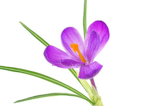 istock Crocus flower with water drops on a white background. Purple spring crocus flower. 1149118172