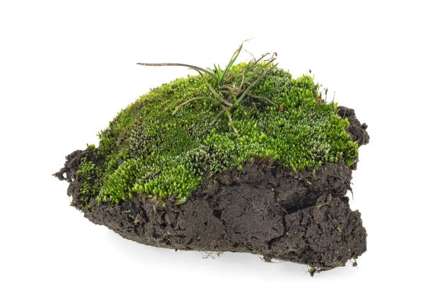 istock Piece of green moss isolated on white background 1149118181