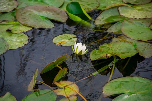 istock Lilles flowers in Danube Delta 1149119069