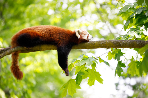 Red Panda