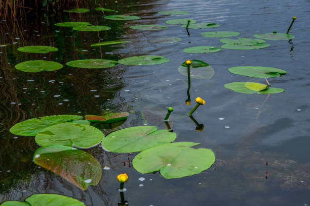 istock Lilles flowers in Danube Delta 1149120377