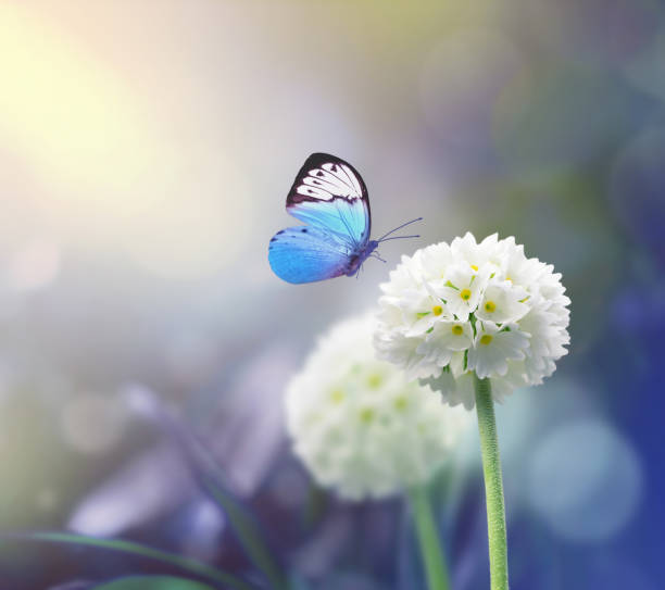 istock White scope flowers with blue plant background and butterfly 1149120414