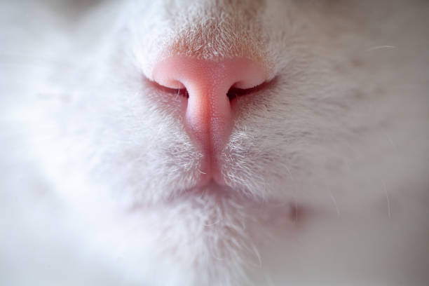 istock Nose and mouth of a cat 1149120643