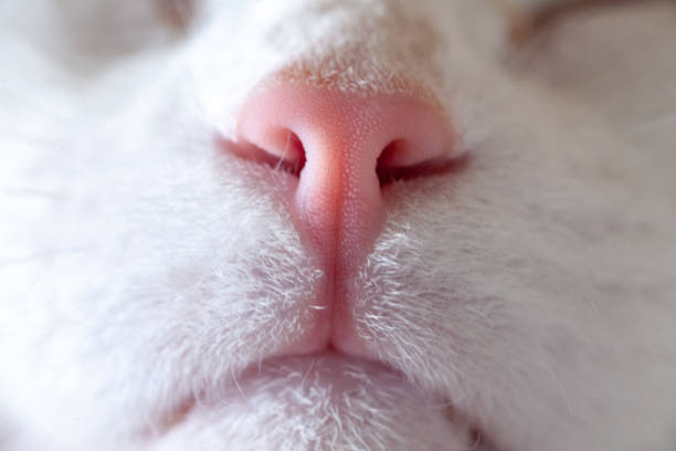 istock Nose and mouth of a cat 1149120852