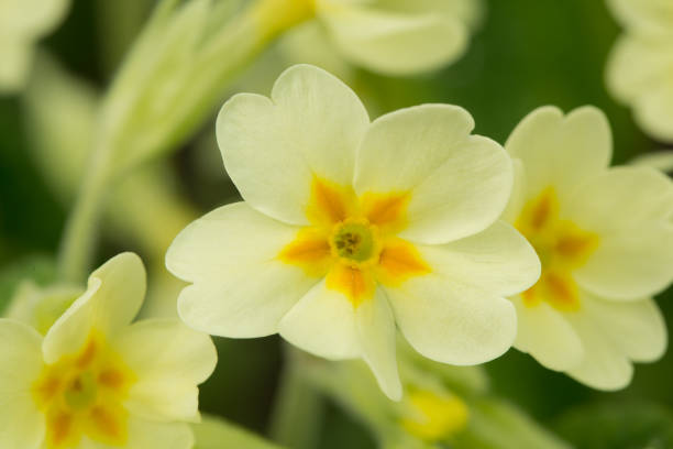 la delicata primula gialla fiorisce nella giornata di sole primaverile. messa a fuoco selettiva - flower bed plant spring selective focus foto e immagini stock