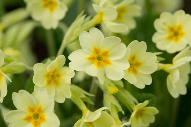 la delicata primula gialla fiorisce nella giornata di sole primaverile. messa a fuoco selettiva - flower bed plant spring selective focus foto e immagini stock