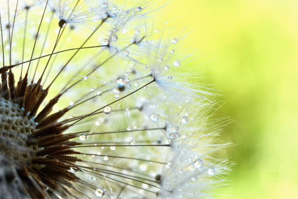 istock Dandelion seeds with dewdrops against a green background 1149122491