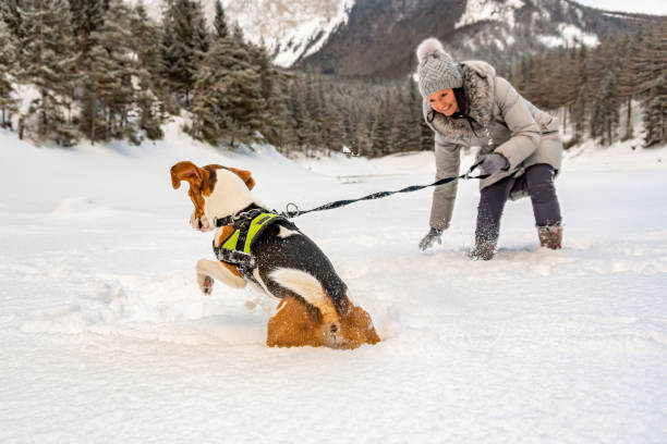 istock Beagle dog first time on snow with owner. 1149122528