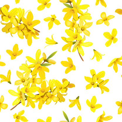 Golden Bell seamless pattern Forsythia suspensa, Easter tree, spring branch with blossoming yellow flowers. Vector illustration. Spring decor europaea blooming in garden bush for prints, posters, card