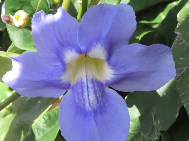 Een paarse- blauwe bloem in Madeira